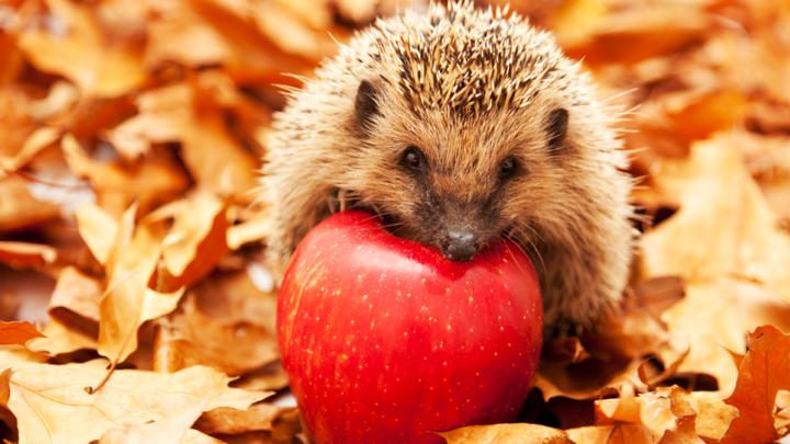 autunno macrobiotica